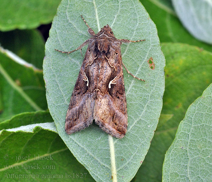 Autographa gamma Gammabagoly