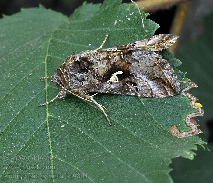 Noctuido gamma Autographa gamma