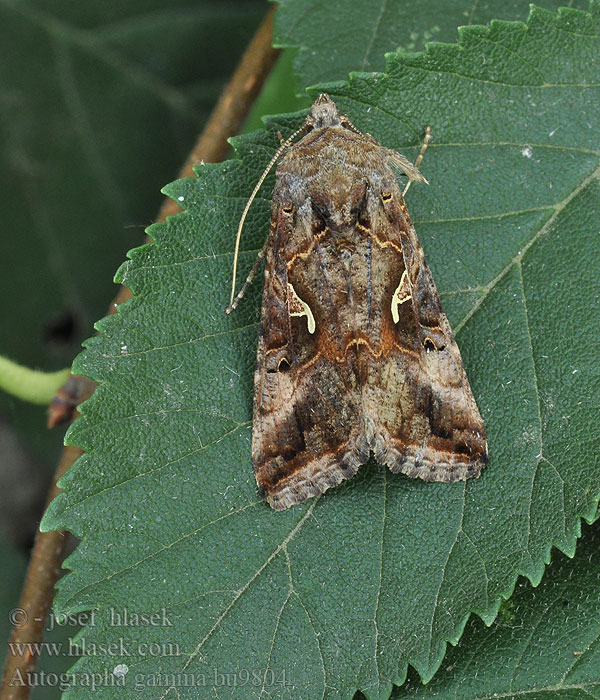 Gammafly Autographa gamma