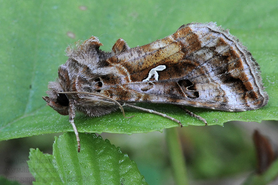 Kovolesklec gama Autographa gamma