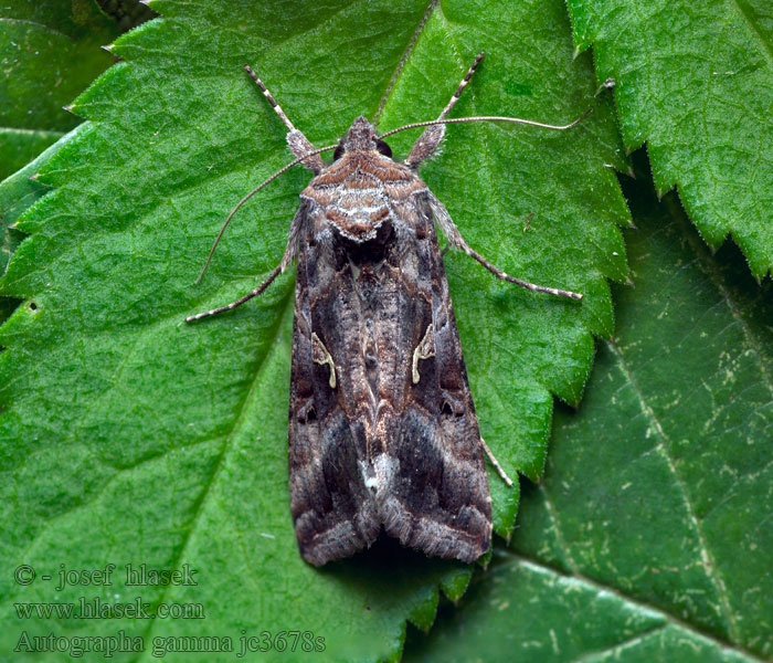 Błyszczka jarzynówka Mora gama Kovolesklec gama Autographa gamma