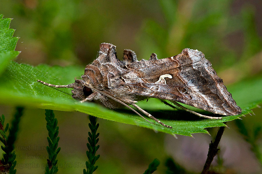 Gammabagoly Gammaeule Literówka Autographa gamma