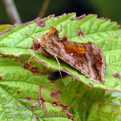 Autographa jota Plain Golden Y Mora hluchavková Kovolesklec hluchavkový Jotaeule Violettrött metallfly Rodbrunt metallfly Rusovaskiyökkönen Jota-uil Rødbrunt metallfly Металловидка йота