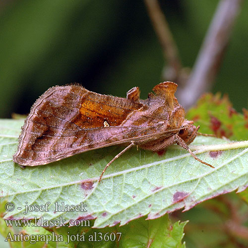 Kovolesklec hluchavkový Jotaeule Violettrött metallfly