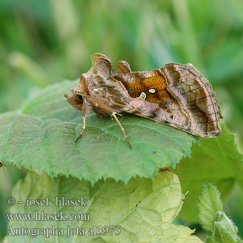 Металловидка йота Autographa jota Plain Golden Y