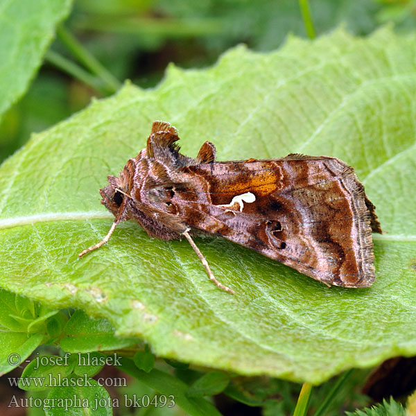 Kovolesklec hluchavkový Jotaeule Violettrött metallfly