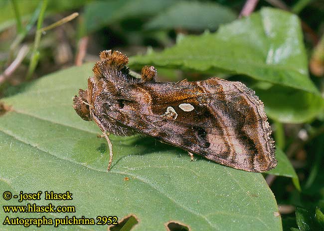 Autographa pulchrina Kovolesklec brusnicový