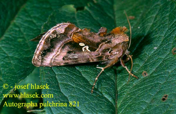 Autographa pulchrina Silberpunkt-Höckereule