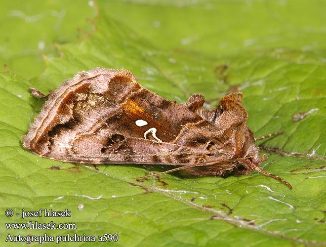 Autographa pulchrina Beautiful Golden Y