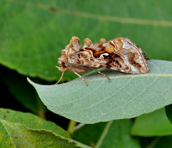 Autographa pulchrina Mora čistcová