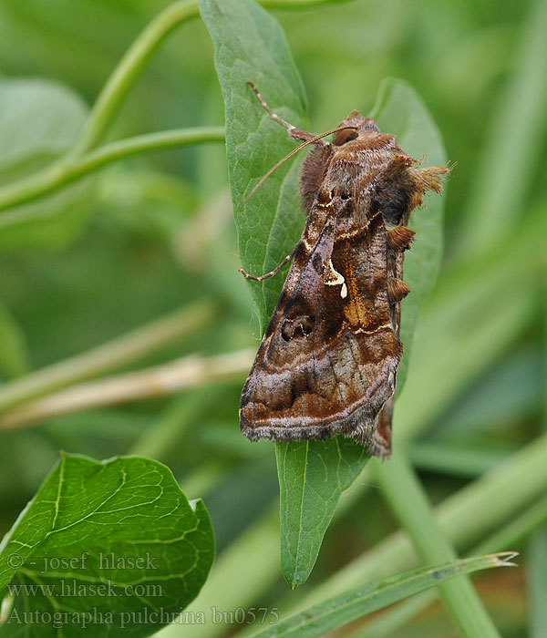 Autographa pulchrina Металловидка прекрасная