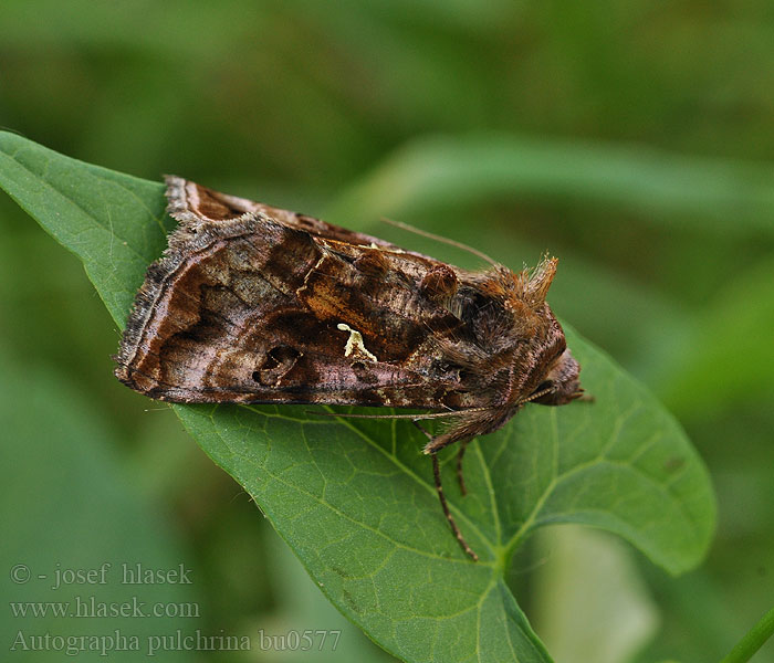 Autographa pulchrina Donkere jota-uil