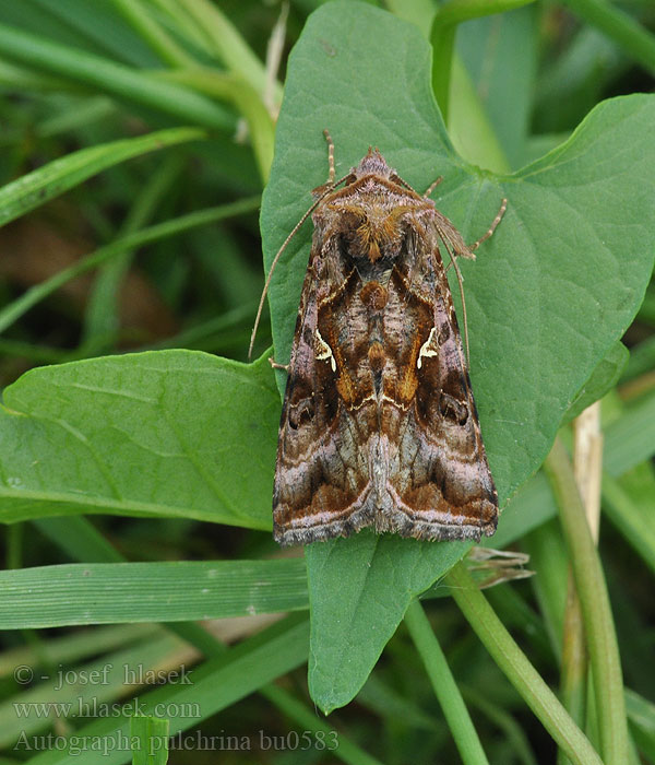 Autographa pulchrina V-betűs aranybagoly