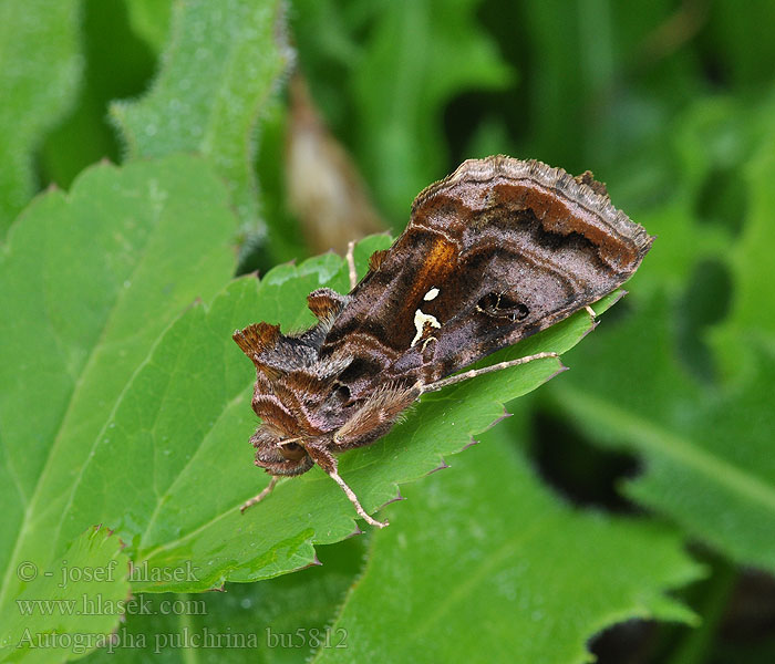 Autographa pulchrina Kirjovaskiyökkönen