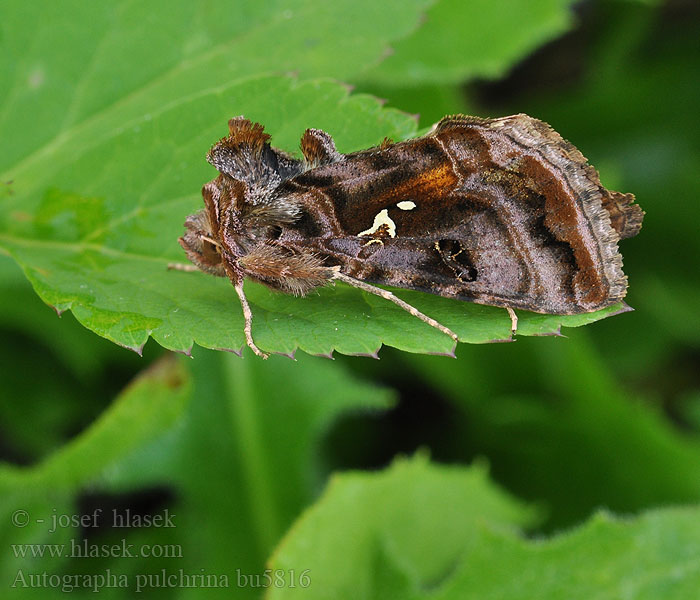 Autographa pulchrina Purpurfärgat metallfly