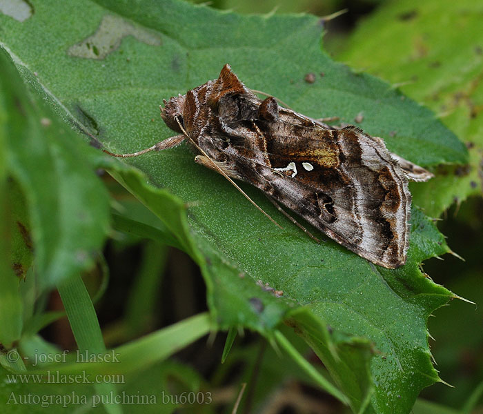 Autographa pulchrina Fiolettbrunt metallfly