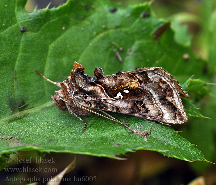 Autographa pulchrina Det gyldne u