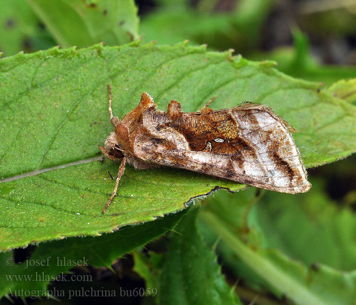 Kovolesklec brusnicový Autographa pulchrina