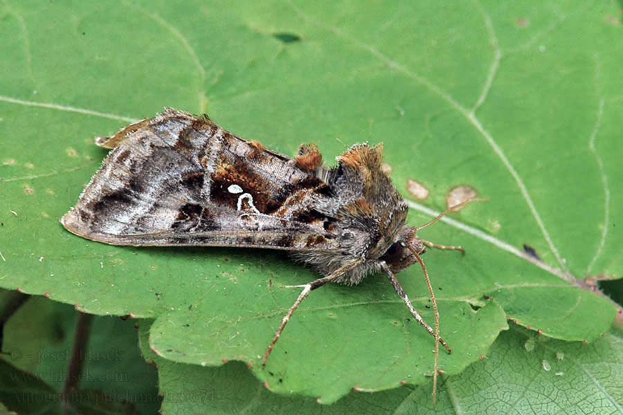 Mora čistcová Autographa pulchrina