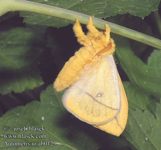 Io moth сатурния ио Automeris io