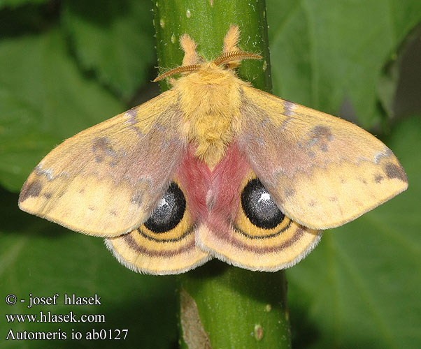 Cатурния ио Io moth Automeris io