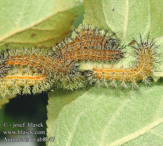 Io moth сатурния ио Automeris io