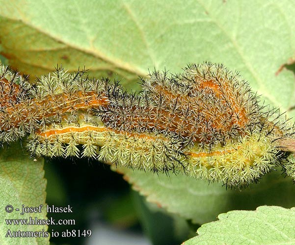 Io moth сатурния ио Automeris io