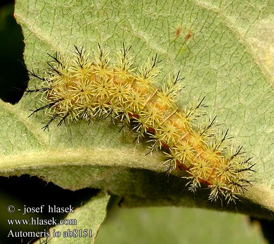 Io moth сатурния ио Automeris io