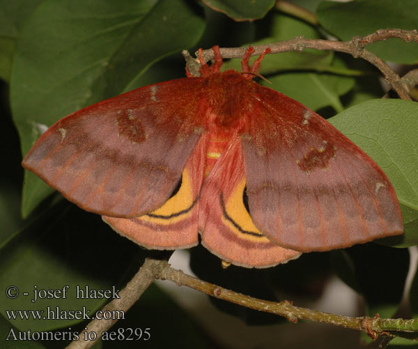 Io moth сатурния ио Automeris io