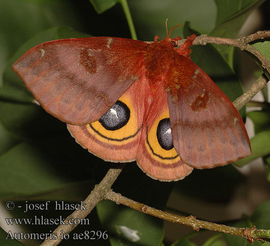 Io moth сатурния ио Automeris io