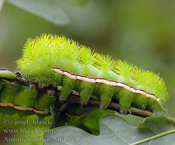 Automeris liberia af4177