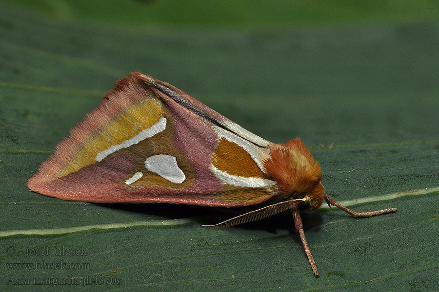 Axia margarita Timie-Perle