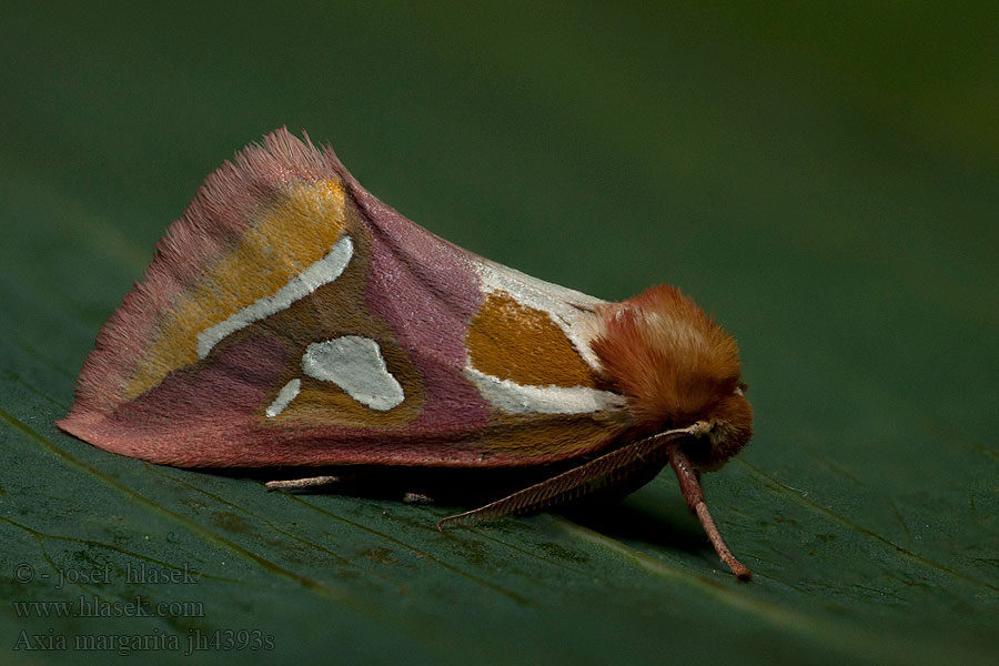 Axia margarita Timie-Perle