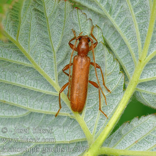 Axinopalpis gracilis