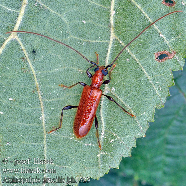 Axinopalpis gracilis