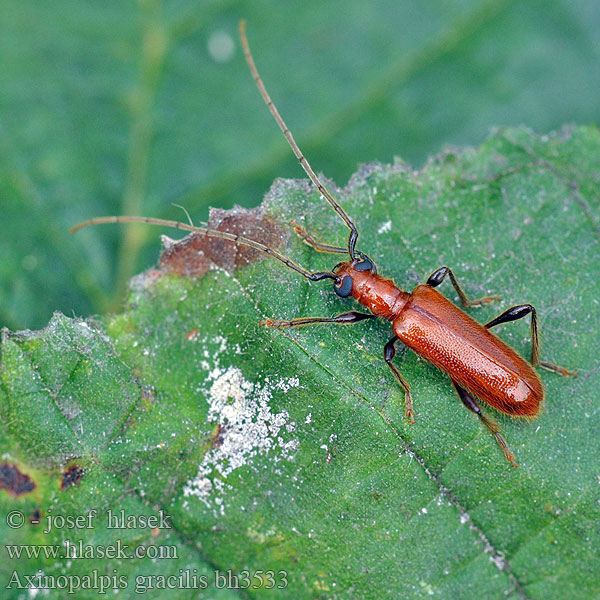 Axinopalpis gracilis