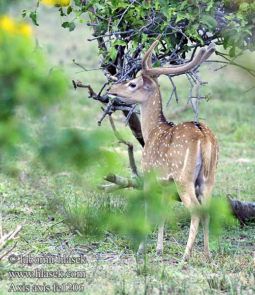 Chital Cheetal deer spotted Axishirsch Cerf axis