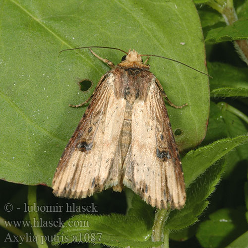 Axylia putris Blýskavka jitrocelová Rolnica zbutewka Flame Moth