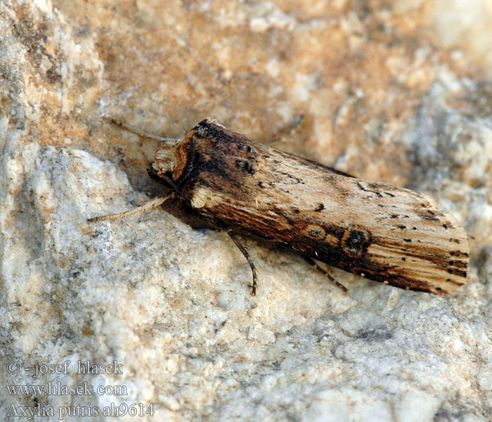 Blýskavka jitrocelová Rolnica zbutewka Flame Moth