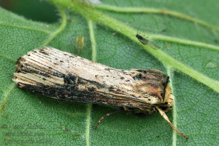 Flame Moth Sivkavec skorocelový Axylia putris