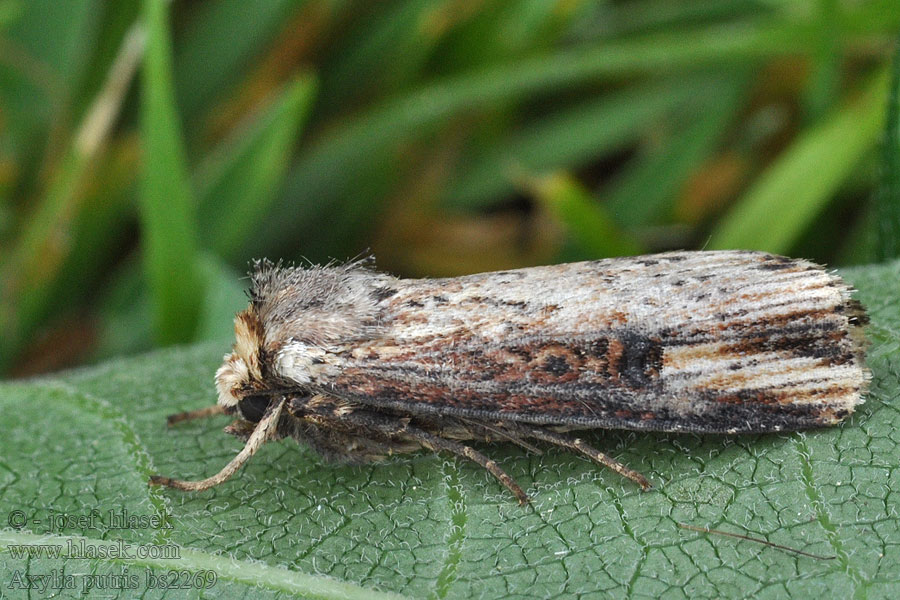 Gebüschflur-Bodeneule Träfärgat jordfly Axylia putris