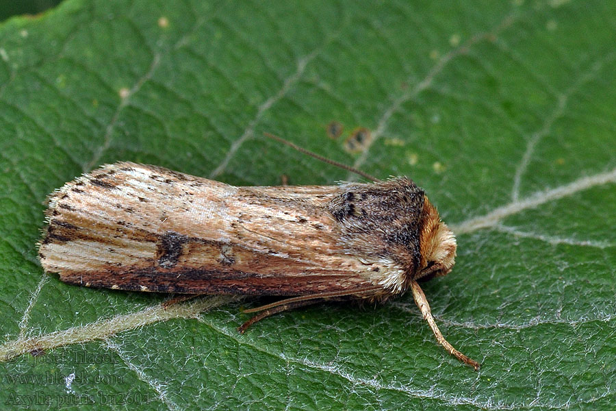 Dobbeltpunktfly Rosoyökkönen Houtspaander Axylia putris