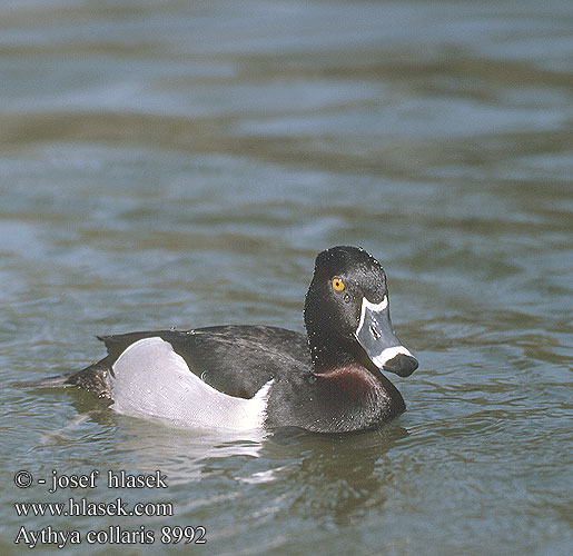 Aythya collaris Ring-necked Duck Halsbåndstroldand