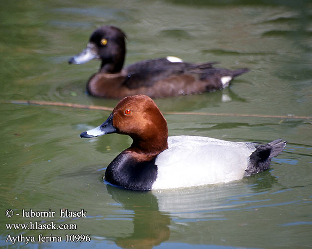 Aythya ferina Pochard Tafelente Fuligule milouin