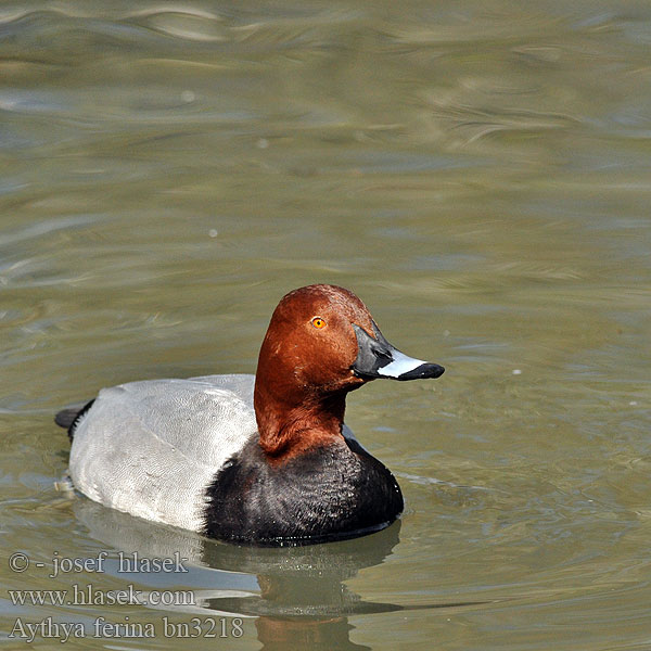 Brünkaklis Punapea-vart Aythya ferina Pochard Tafelente