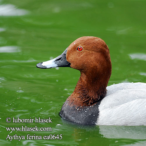 Pochard Tafelente Fuligule milouin Porrón Europeo