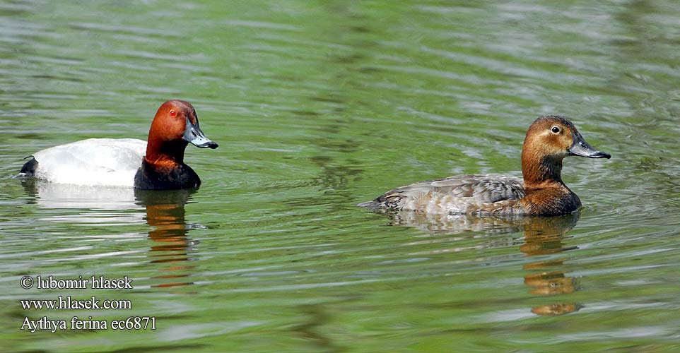 Fuligule milouin Porrón Europeo Polák velký