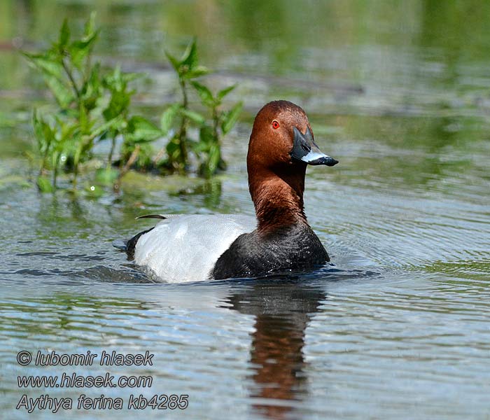 Pochard Aythya ferina