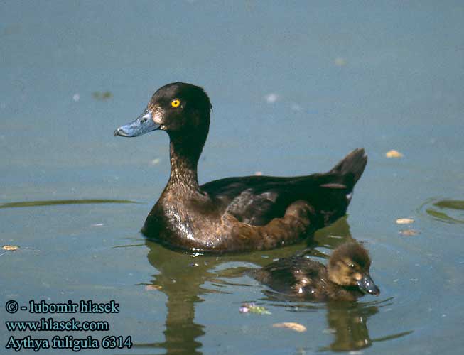 Aythya fuligula Tufted Duck Reiherente Fuligule morillon