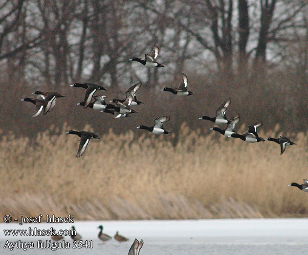 Tufted Duck Reiherente Fuligule morillon Porrón Moñudo